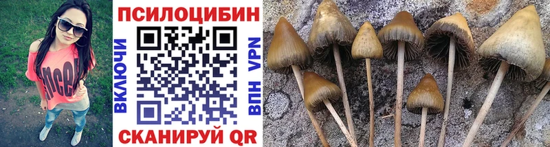 Псилоцибиновые грибы Cubensis  Козельск 